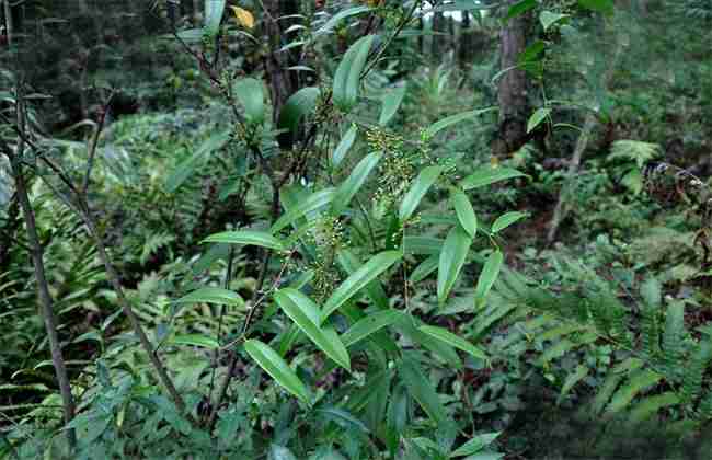 土茯苓的种植及经济效益(土茯苓的种植效益)